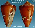 Conus crocatus thailandis 2