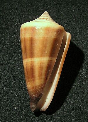 Conus furvus 001.jpg