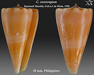 Conus roseorapum 1.jpg
