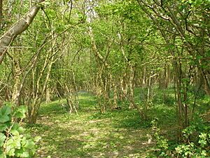 Coppiced woodland with bluebells - geograph.org.uk - 426972