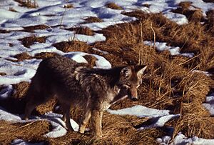 Coyote in grass