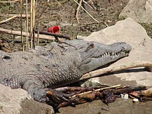 Crocodile, Sumidero Canyon (2088963148)