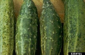 "Cucumber mosaic virus" symptoms