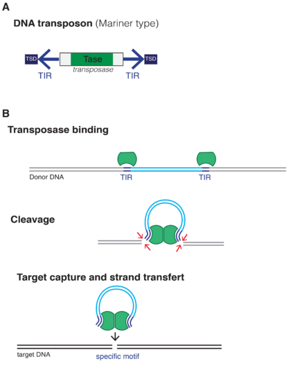 DNA Transposon