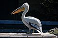 Dalmatian pelican (AP4N1292 1-1PT-1) (21020507206)