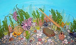 Diorama of a Cincinnatian seafloor (Late Ordovician) (44702899525)