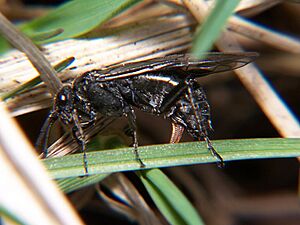 Dolerus nitens