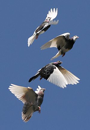 Domestic Pigeon Flock
