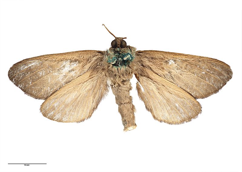 Dumbletonius unimaculatus AMNZ21983 Ventral