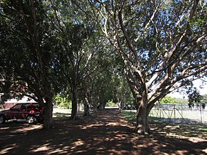 Entry driveway with established avenue of fig trees, from NW (2015)