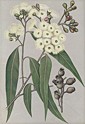 Eucalyptus maculata