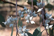 Eucalyptus orgadophila buds