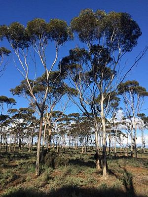 Eucalyptus ornata.jpg