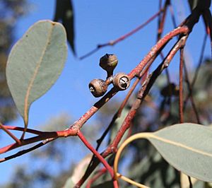 Eucalyptus prava fruit