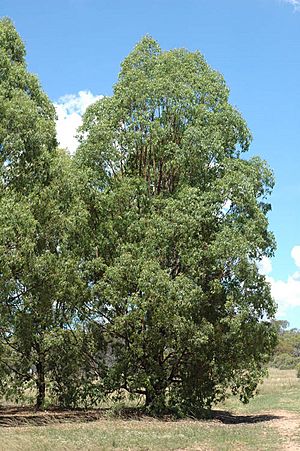 Eucalyptus rummeryi.jpg