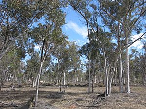 Eucalyptus wandoo 3 Brookton Highway NR XII-2010