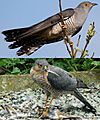 European Cuckoo Mimics Sparrowhawk