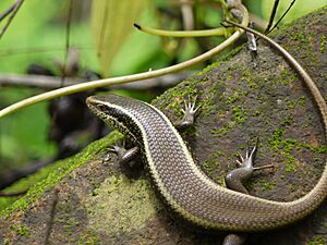 Eutropis carinata (3731585391)