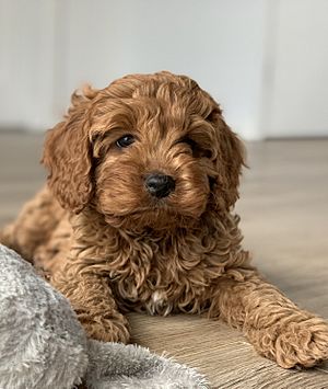 F1 Red Toy Cavoodle Puppy