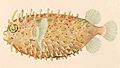 FMIB 38160 Chilomycterus antennatus (Cuvier).jpeg