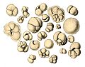 FMIB 47660 Shells from Globigerina Ooze