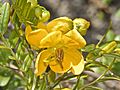 Fabaceae - Senna odorata-001