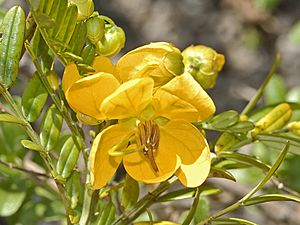 Fabaceae - Senna odorata-001.JPG