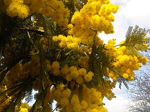 Fabales - Mimosa scabrella 1