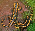 Feuersalamander rot1