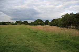 Field in Hutton Country Park - geograph.org.uk - 1365577.jpg