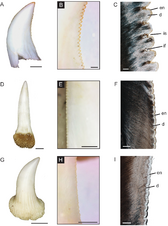Fig 4. Tooth crown serrations of Varanus taxa