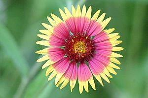 Firewheel or Indian Blanket with a Spider at the back