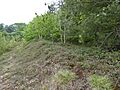 Flixton Quarry 1