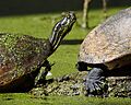 Florida Redbelly Turtle (Pseudemys nelsoni)