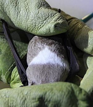 Florida bonneted bat coloration