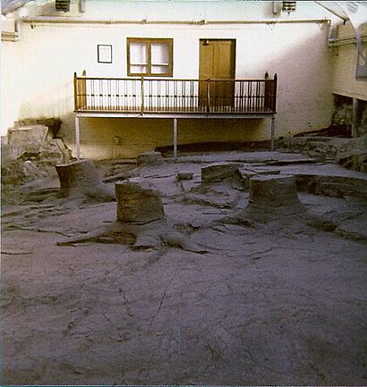 Fossil Tree Stumps at Fossil Grove Glasgow 1977