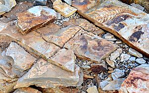 Fossil of Mesosaurus, Keetmanshoop Namibia