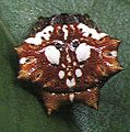 Gasteracantha.mammosa.female.4.-.tanikawa