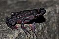 Ghatophryne ornata or Malabar Torrent Toad