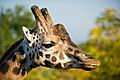 Giraffa camelopardalis head (Profil)