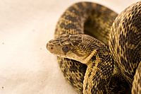 Pituophis - Wikipedia