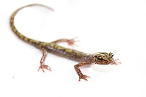 Green salamander.jpg