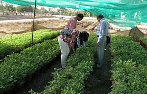 Groundnut cultivation under shade net