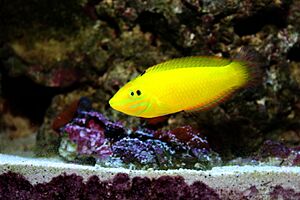 Halichoeres chrysus-Yellow Wrasse.jpg