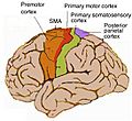 Human motor cortex