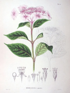 Hydrangea macrophylla SZ53.png