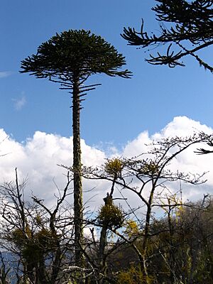 IMG 6492 monkey puzzle