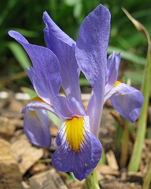 Iris verna, Dwarf Iris.jpg