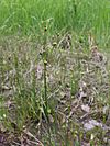 Juncus alpinoarticulatus ssp. rariflorus Kiiminki, Finland 25.06.2013.jpg
