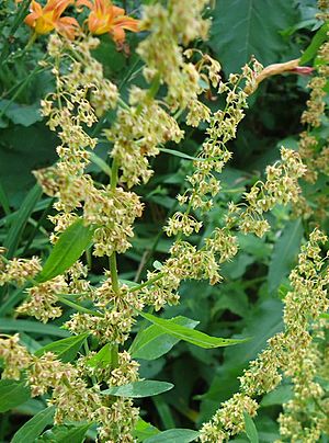 Lake Hopatcong State Park NJ wildflowers near path
